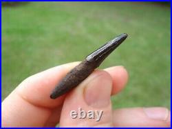 Museum Quality Bobcat Canine Tooth Florida Fossils Ice Age Extinct Jaw Bones Fl@