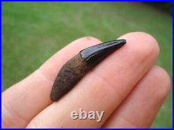 Museum Quality Bobcat Canine Tooth Florida Fossils Ice Age Extinct Jaw Bones Fl@