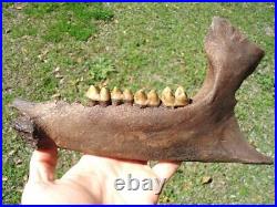 Museum Quality Tapir Mandible Jaw Bone Florida Fossils Ice Age Extinct Tooth