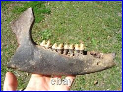 Museum Quality Tapir Mandible Jaw Bone Florida Fossils Ice Age Extinct Tooth