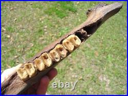 Museum Quality Tapir Mandible Jaw Bone Florida Fossils Ice Age Extinct Tooth
