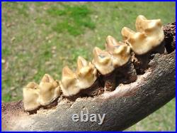 Museum Quality Tapir Mandible Jaw Bone Florida Fossils Ice Age Extinct Tooth