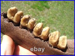 Museum Quality Tapir Mandible Jaw Bone Florida Fossils Ice Age Extinct Tooth