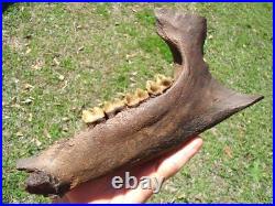 Museum Quality Tapir Mandible Jaw Bone Florida Fossils Ice Age Extinct Tooth