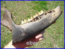 Museum Quality Tapir Mandible Jaw Bone Florida Fossils Ice Age Extinct Tooth