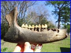 Museum Quality Tapir Mandible Jaw Bone Florida Fossils Ice Age Extinct Tooth