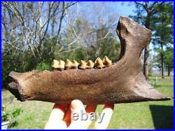 Museum Quality Tapir Mandible Jaw Bone Florida Fossils Ice Age Extinct Tooth