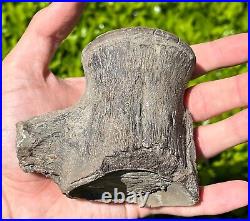 NICE Texas Fossil Mosasaur Vertebrae Texas Ozan Formation Dinosaur Bones