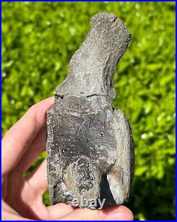 NICE Texas Fossil Mosasaur Vertebrae Texas Ozan Formation Dinosaur Bones