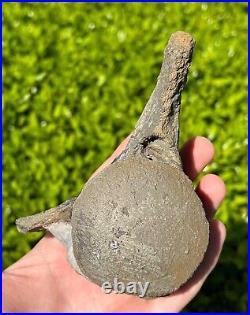 NICE Texas Fossil Mosasaur Vertebrae Texas Ozan Formation Dinosaur Bones