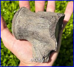 NICE Texas Fossil Mosasaur Vertebrae Texas Ozan Formation Dinosaur Bones