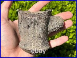 NICE Texas Fossil Mosasaur Vertebrae Texas Ozan Formation Dinosaur Bones