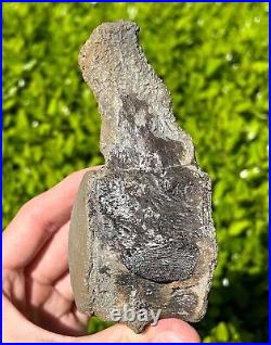 NICE Texas Fossil Mosasaur Vertebrae Texas Ozan Formation Dinosaur Bones