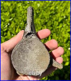 NICE Texas Fossil Mosasaur Vertebrae Texas Ozan Formation Dinosaur Bones