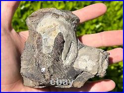 NICE Texas Fossil Mosasaur Vertebrae Texas Ozan Formation Dinosaur Bones