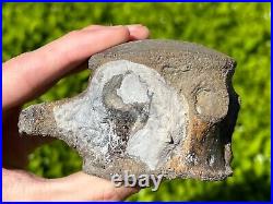 NICE Texas Fossil Mosasaur Vertebrae Texas Ozan Formation Dinosaur Bones