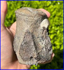 NICE Texas Fossil Mosasaur Vertebrae Texas Ozan Formation Dinosaur Bones