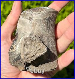 NICE Texas Fossil Mosasaur Vertebrae Texas Ozan Formation Dinosaur Bones