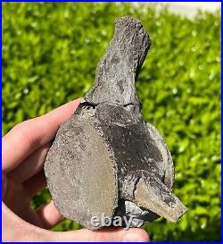 NICE Texas Fossil Mosasaur Vertebrae Texas Ozan Formation Dinosaur Bones