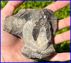 NICE Texas Fossil Mosasaur Vertebrae Texas Ozan Formation Dinosaur Bones