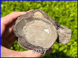 NICE Texas Fossil Mosasaur Vertebrae Texas Ozan Formation Dinosaur Bones