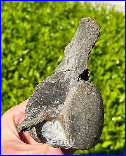 NICE Texas Fossil Mosasaur Vertebrae Texas Ozan Formation Dinosaur Bones