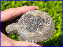 NICE Texas Fossil Mosasaur Vertebrae Texas Ozan Formation Dinosaur Bones