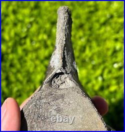 NICE Texas Fossil Mosasaur Vertebrae Texas Ozan Formation Dinosaur Bones