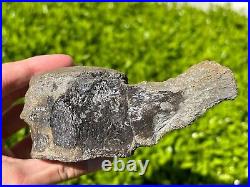 NICE Texas Fossil Mosasaur Vertebrae Texas Ozan Formation Dinosaur Bones