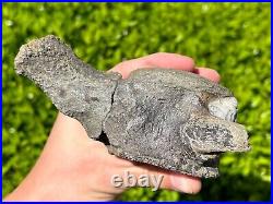 NICE Texas Fossil Mosasaur Vertebrae Texas Ozan Formation Dinosaur Bones