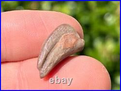 NICE Theropod Dinosaur Claw Fossil 0.7 Niger Dino Bones Kryptops Eocarcharia