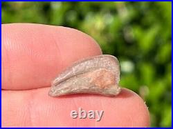 NICE Theropod Dinosaur Claw Fossil 0.7 Niger Dino Bones Kryptops Eocarcharia