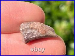 NICE Theropod Dinosaur Claw Fossil 0.7 Niger Dino Bones Kryptops Eocarcharia