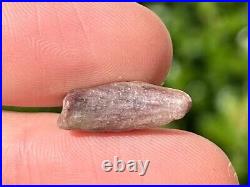 NICE Theropod Dinosaur Claw Fossil 0.7 Niger Dino Bones Kryptops Eocarcharia