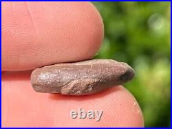 NICE Theropod Dinosaur Claw Fossil 0.7 Niger Dino Bones Kryptops Eocarcharia