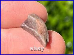 NICE Theropod Dinosaur Claw Fossil 0.7 Niger Dino Bones Kryptops Eocarcharia