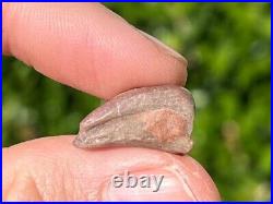 NICE Theropod Dinosaur Claw Fossil 0.7 Niger Dino Bones Kryptops Eocarcharia