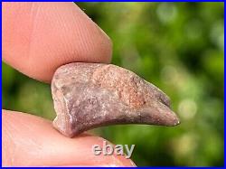 NICE Theropod Dinosaur Claw Fossil 0.7 Niger Dino Bones Kryptops Eocarcharia