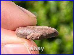 NICE Theropod Dinosaur Claw Fossil 0.7 Niger Dino Bones Kryptops Eocarcharia