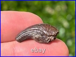 NICE Theropod Dinosaur Claw Fossil from Niger Dino Bones Kryptops Eocarcharia