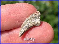 NICE Theropod Dinosaur Claw Fossil from Niger Dino Bones Kryptops Eocarcharia