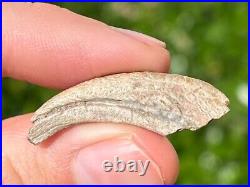 NICE Theropod Dinosaur Claw Fossil from Niger Dino Bones Kryptops Eocarcharia