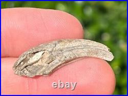 NICE Theropod Dinosaur Claw Fossil from Niger Dino Bones Kryptops Eocarcharia