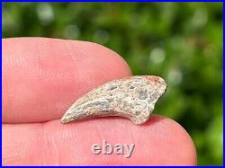 NICE Theropod Dinosaur Claw Fossil from Niger Dino Bones Kryptops Eocarcharia