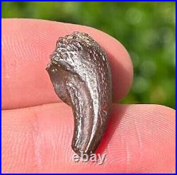 NICE Theropod Dinosaur Claw Fossil from Niger Dino Bones Kryptops Eocarcharia