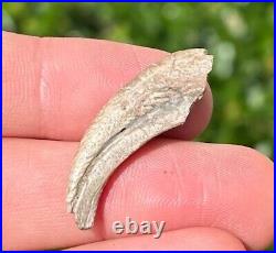 NICE Theropod Dinosaur Claw Fossil from Niger Dino Bones Kryptops Eocarcharia