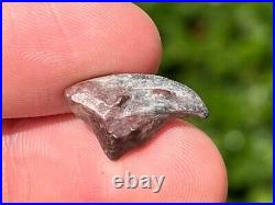 NICE Theropod Dinosaur Claw Fossil from Niger Dino Bones Kryptops Eocarcharia