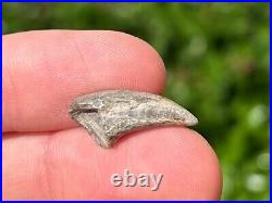 NICE Theropod Dinosaur Claw Fossil from Niger Dino Bones Kryptops Eocarcharia