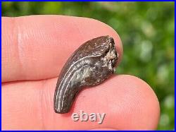 NICE Theropod Dinosaur Claw Fossil from Niger Dino Bones Kryptops Eocarcharia