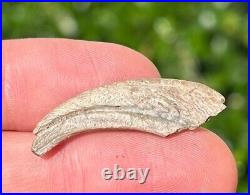 NICE Theropod Dinosaur Claw Fossil from Niger Dino Bones Kryptops Eocarcharia